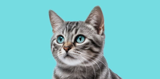 Deciphering your cat’s language - The paw parazzi