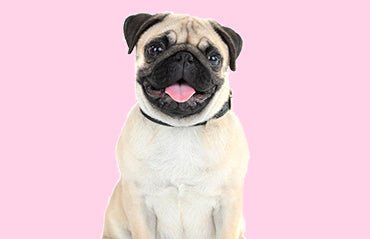 Easy ways to teach your dog tricks - The paw parazzi